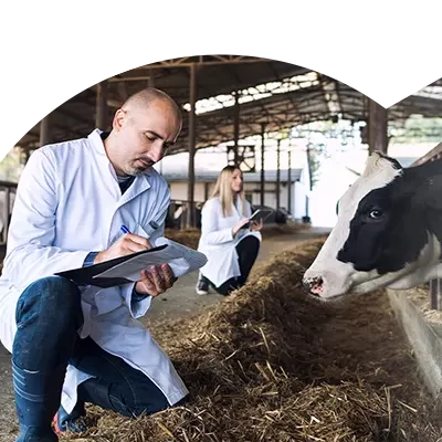 Homem a tratar e a registar dados sobre o estado de saúde de uma vaca, no âmbito do Curso de Auxiliar de Clínica Veterinária - Espécies Pecuárias e Equinos.