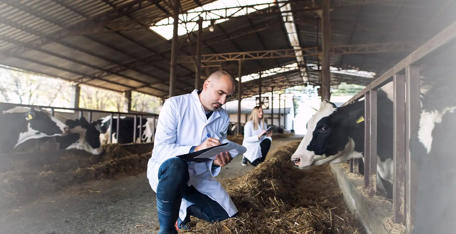 Homem a tratar e a registar dados sobre o estado de saúde de uma vaca, no âmbito do Curso de Auxiliar de Clínica Veterinária - Espécies Pecuárias e Equinos.
