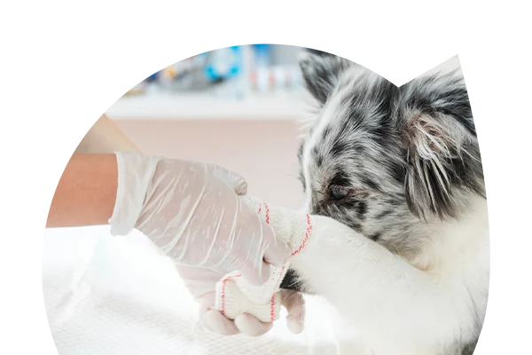 Auxiliar de Fisioterapia animal a tratar do cão, no âmbito do Curso Auxiliar de Fisioterapia e Reabilitação Animal