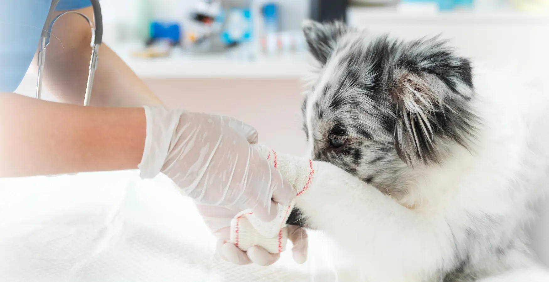 Auxiliar de Fisioterapia animal a tratar do cão, no âmbito do Curso Auxiliar de Fisioterapia e Reabilitação Animal