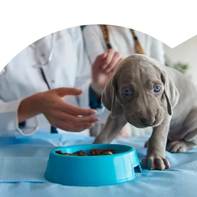 Nutricionista animal alimentar um cão, após o Curso de Nutrição Animal