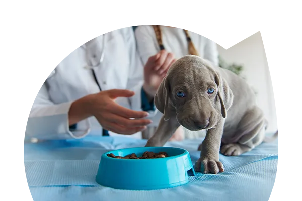 Nutricionista animal alimentar um cão, após o Curso de Nutrição Animal
