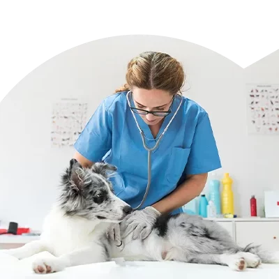 Auxiliar de clínica veterinária a tratar do cão, no âmbito do Curso de Auxiliar de Clínica Veterinária.