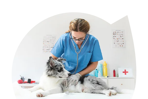 Auxiliar de clínica veterinária a tratar do cão, no âmbito do Curso de Auxiliar de Clínica Veterinária.